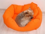 A photo of a fox