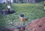 A photo of a fox