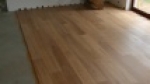 A photo of a fox