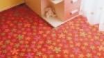 A photo of a fox