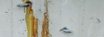 A photo of a fox