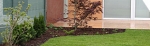 A photo of a fox