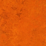 A photo of a fox