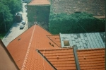 A photo of a fox