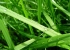Sečení trávy