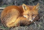 A photo of a fox