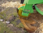 A photo of a fox
