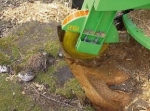 A photo of a fox