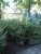 Abies grandis 150/200cm