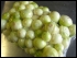 Cibule