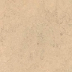 A photo of a fox