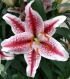Výprodej holandských gladiol a lilií - sleva 20 % na všechny odrůdy