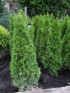 Thuja occ. Smaragd