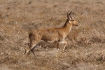 A photo of a fox