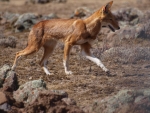 A photo of a fox