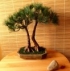 Umělá bonsai Borovice Double (48cm) 