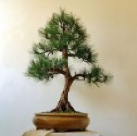 Umělá bonsai Borovice Medio (60cm) 
