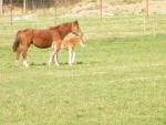 A photo of a fox