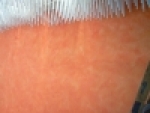 A photo of a fox