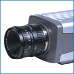 A photo of a fox