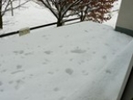A photo of a fox