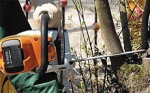 A photo of a fox