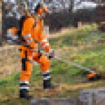 A photo of a fox