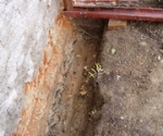 A photo of a fox