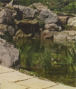 A photo of a fox