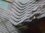 A photo of a fox