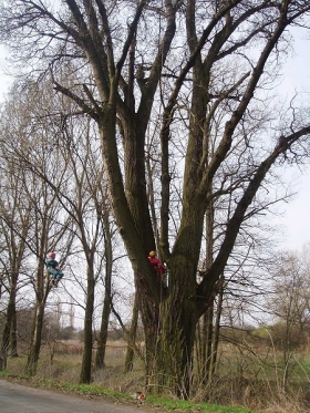 Ošetření stromů