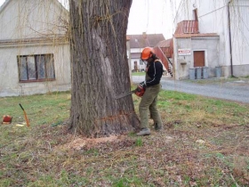 Kácení stromů