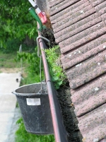 A photo of a fox
