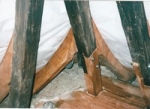 A photo of a fox