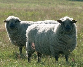 Chovatelské potřeby pro ovce, potřeby pro chovatele ovcí, chov ovcí