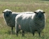 Chovatelské potřeby pro ovce, potřeby pro chovatele ovcí, chov ovcí