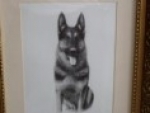 A photo of a fox