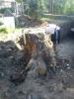 A photo of a fox