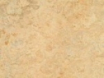 A photo of a fox