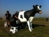 Simulátor dojení krávy