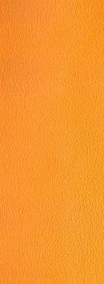 A photo of a fox