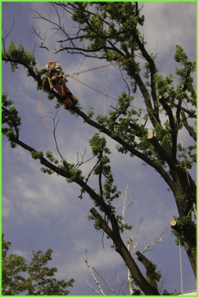 Arboristika - ošetřování dřevin