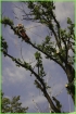 Arboristika - ošetřování dřevin