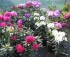 Azalky, rhododendrony a vřesovištní rostliny