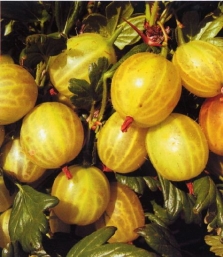 Angrešt