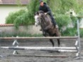 Jezdecký výcvik koní