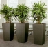04 Hrnkové rostliny a údržba kancelářské zeleně