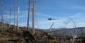 Těžba dřeva vrtulníkem