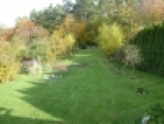 A photo of a fox