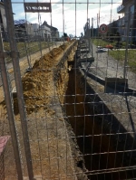 A photo of a fox